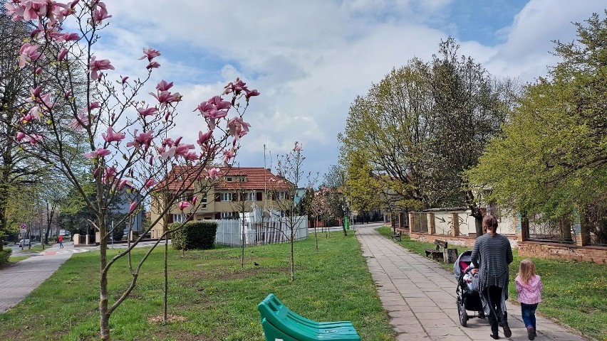 Magnolia rośnie też na skwerze przy ulicy Krótkiej.