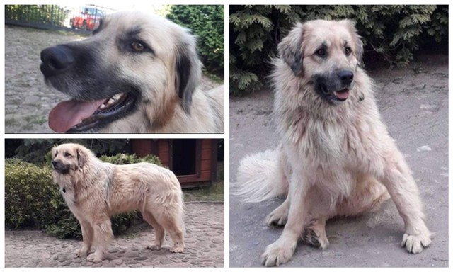 Zaginiony pies był widziany w Białymstoku. Togo na co dzień mieszka w Sobolewie. Pomóżcie go odnaleźć!