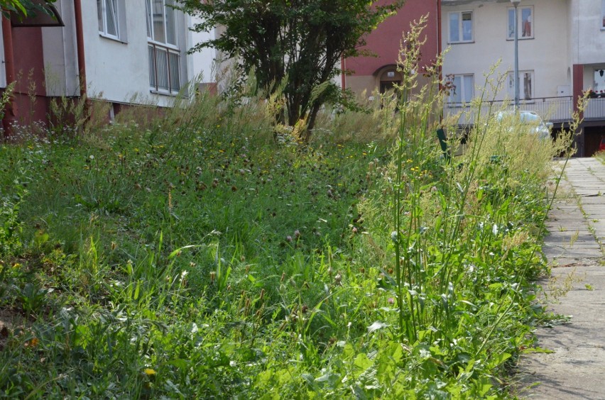 - Trawa między blokami przypomina łąkę - skarży się...