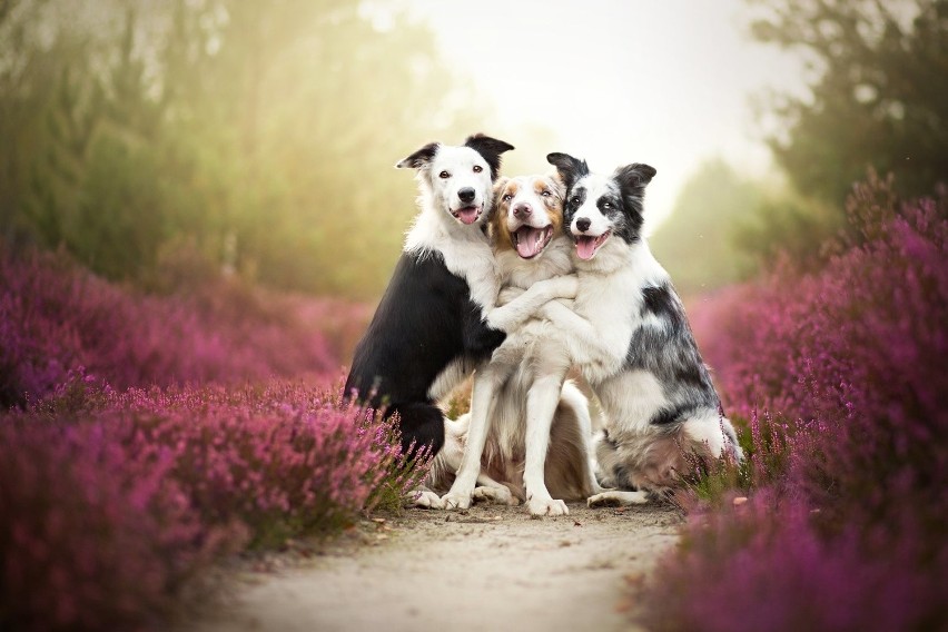 Fotografie psów autorstwa Alicji Zmysłowskiej z Rudy...