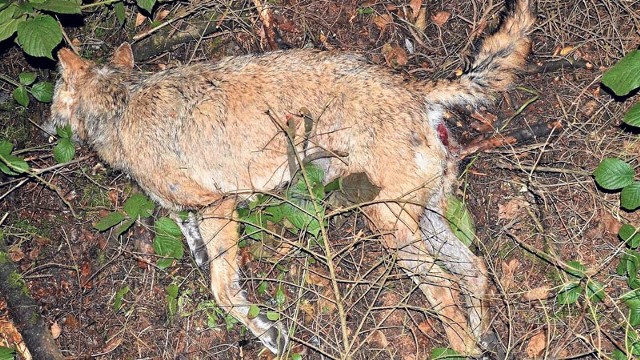 Sekcja zwłok wykaże, czy rana na ciele martwego wilka pochodzi od kuli, czy powstała na skutek pogryzienia przez inne zwierzę.