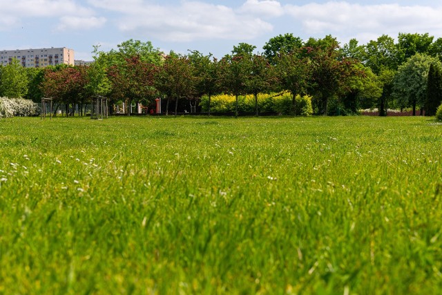 Poznań ogranicza koszenie traw. Zmniejszy się teren i częstotliwość. Tam, gdzie to możliwe, trawy przycinane są na wyższych długościach.