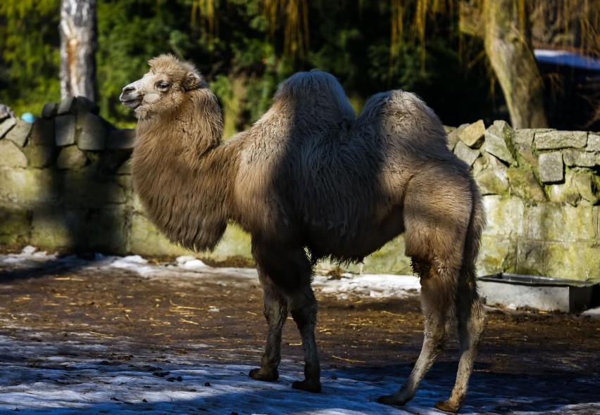 Rekordowa frekwencja w krakowskim ZOO. W 2022 roku...