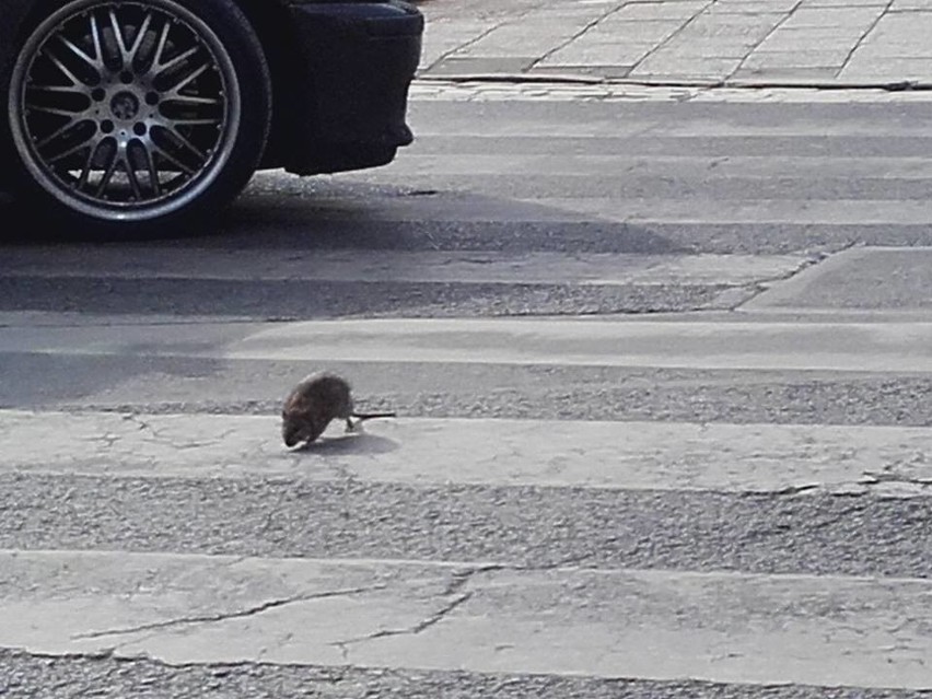 Wrocław walczy ze szczurami. Są już pierwsze efekty!