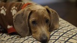 Biegunka u psa – przyczyny i leczenie rozwolnienia u psów