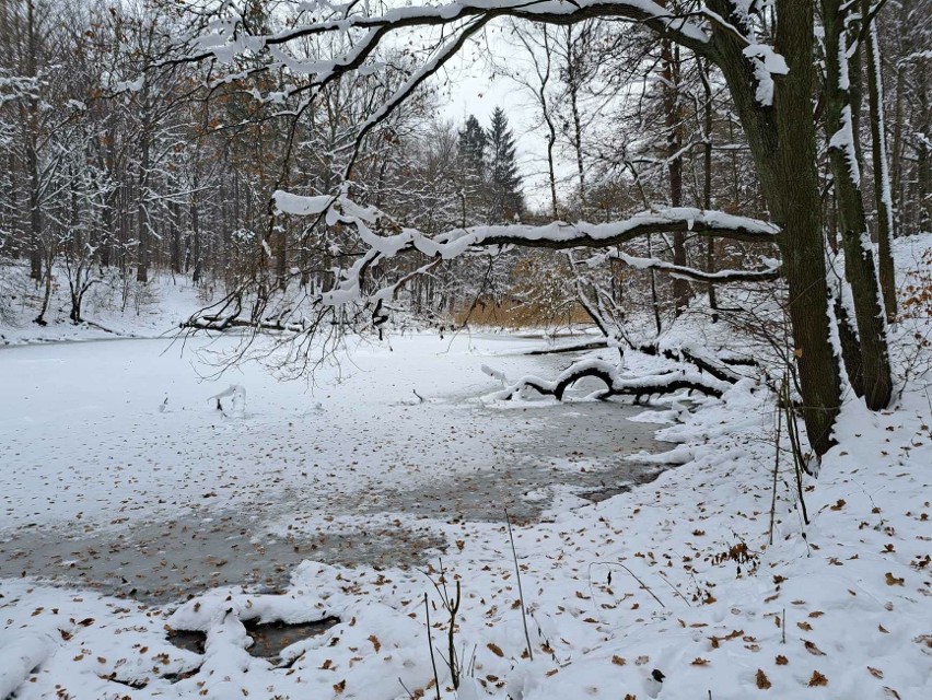 Las w Miechowicach w zimowej odsłonie. To świetne miejsce do...