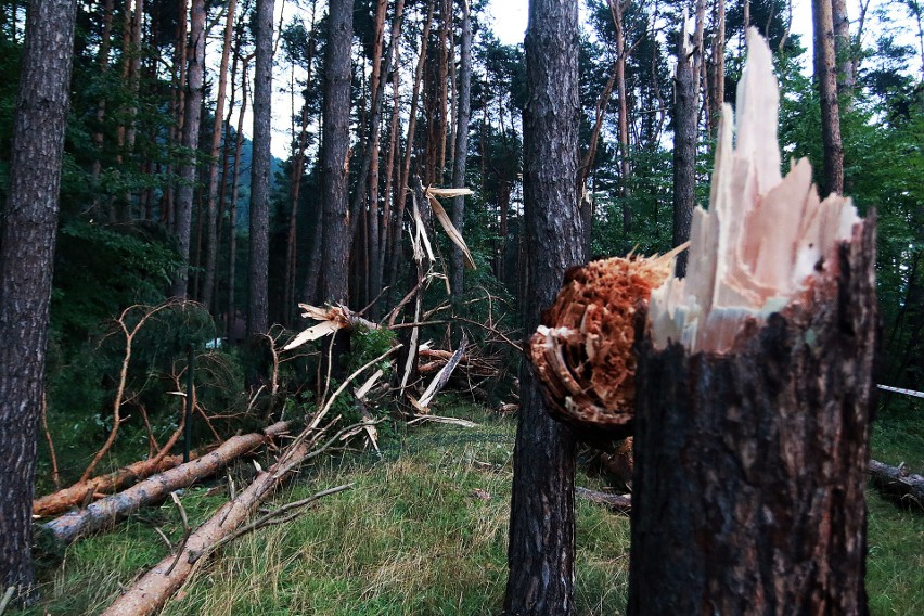 Piwniczna. 40 sekund horroru. Dobę po katakliźmie zniszczony las przeraża [ZDJĘCIA]