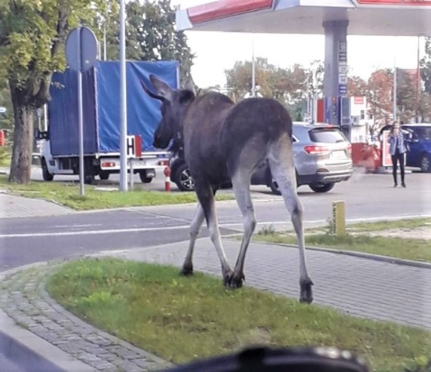 Łoś w Sławnie na ulicy Armii Krajowej [7.09.2019]