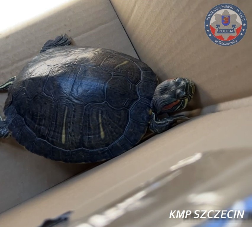 Mieszkanka Szczecina chciała sprzedać na aukcji internetowej dwa żółwie. Teraz musi tłumaczyć się przed policją