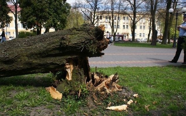 Drzewo, które przewróciło się w parku w Bielsku Podlaskim