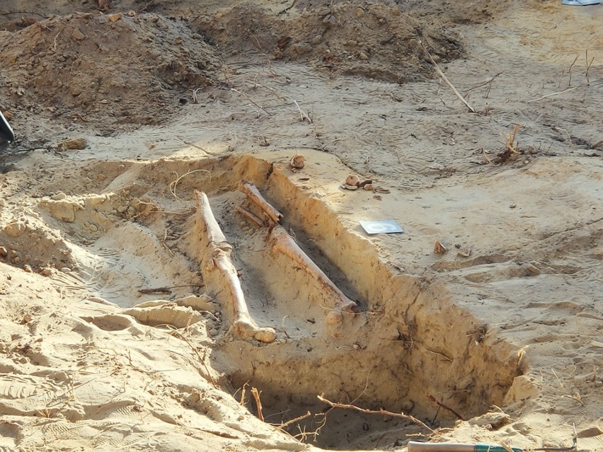 Archeolodzy odkopali szczątki pochodzące z XIX-wiecznego...
