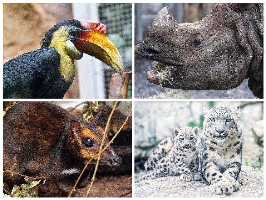 Wrocławskie zoo znane jest na całym świecie, dzięki...