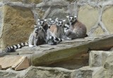 Lemury z łódzkiego zoo znów mają młode [ZOBACZ ZDJĘCIA]