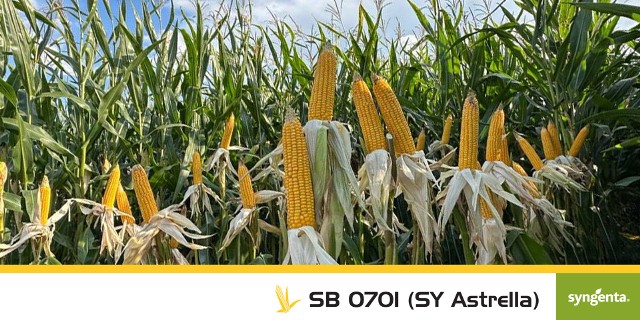 Odmiana kukurydzy SY Astrella wczesne ziarno na każde warunki