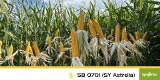 Wysokie plony kukurydzy 2024 z odmianami kukurydzy od Syngenta 