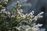 Przymrozki w Śląskiem. Instytut Meteorologii i Gospodarki Wodnej wydał ostrzeżenie o niekorzystnych warunkach meteorologicznych