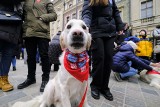 Golden retrievery kwestują w Poznaniu. Czworonożni wolontariusze WOŚP pojawili się na Starym Rynku!