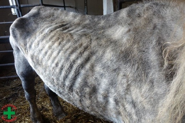 W październiki 2014 roku „Pogotowie dla Zwierząt” odebrało z posesji Anety O. trzy wycieńczone i odwodnione konie oraz psa.