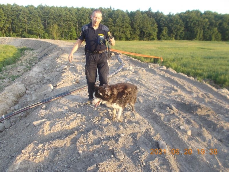 Strażnicy miejscy z Zamościa uratowali wycieńczonego psa