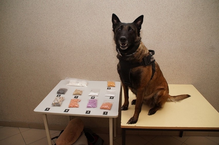 W Nadbużański Oddziale Straży Granicznej pracuje 60 psów