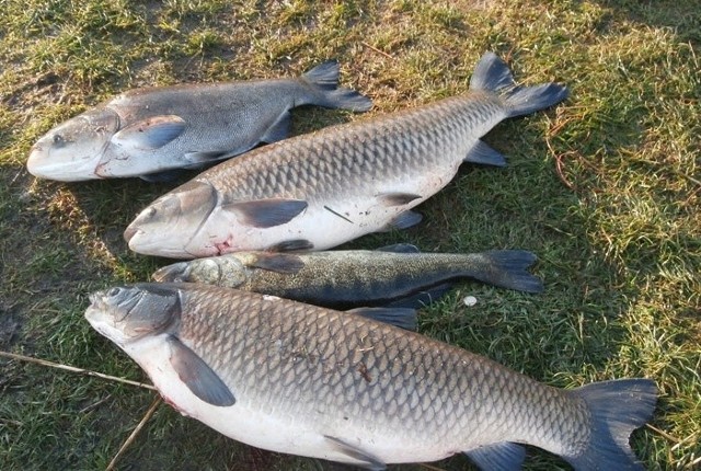 Straż rybacka znalazła w bagażniku płetwonurków cztery dorodne sztuki: dwa amury (109 cm, 106 cm), sandacza (74 cm) oraz tołpygę (84 cm).Okazy ważyły w sumie 47 kg.