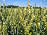 Lista odmian zalecanych w 2023 roku do uprawy w Polsce. Jaką wybrać pszenicę, kukurydzę, rzepak czy ziemniaki?