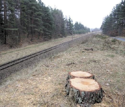 Niedaleko od stacji kolejowej w Miastku część drzew przy torach już wycięto. 