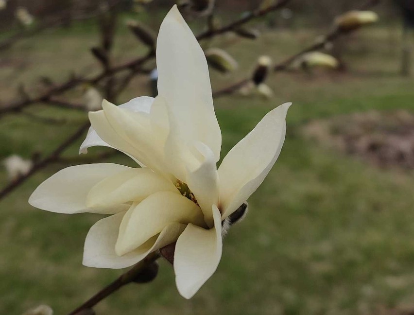 W arboretum w Marculach w pełni kwitnienia są magnolie....