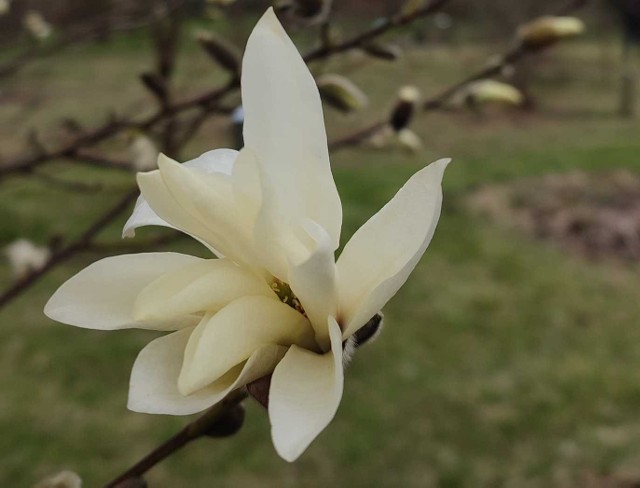 W arboretum w Marculach w pełni kwitnienia są magnolie. Zaczynają też kwitnąć drzewa owocowe. Zobacz piękne kolorowe rośliny na kolejnych slajdach