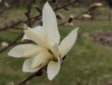 Wspaniała i kolorowa wiosna w arboretum w Marculach koło Starachowic. Kwitną magnolie, hiacynty i żonkile. Zobzcz zdjęcia