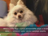 Farbowany pies robi furorę w internecie [WIDEO]