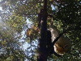 Wypadek paralotniarzy na górze Żar. Pilot i 12-letni chłopak utknęli na drzewie. Potrzebna była interwencja GOPR
