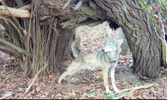 Ostatnia lokalizacja wilczycy pochodzi z małego lasu na skraju pól