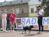 Prezentacja psiaków do adopcji podczas pikniku charytatywnego w Radomiu. Zobacz zdjęcia