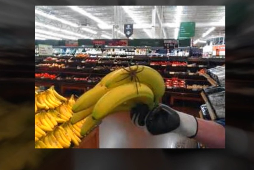W bananach można natknąć się na pająka