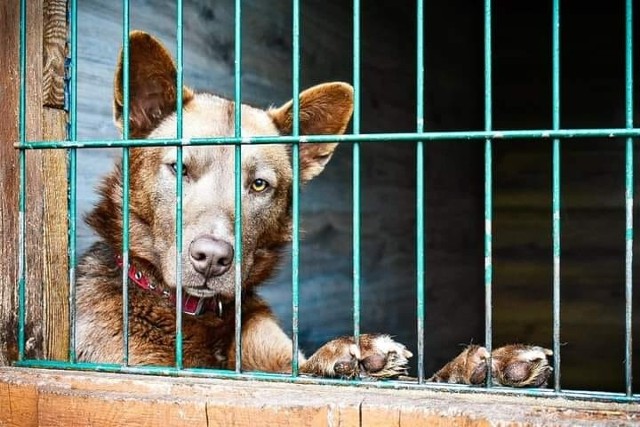 Kontrowersje wokół zbiórki podtoruńskiego schroniska Cztery Łapy. Na co idą pieniądze ze zbiórki?