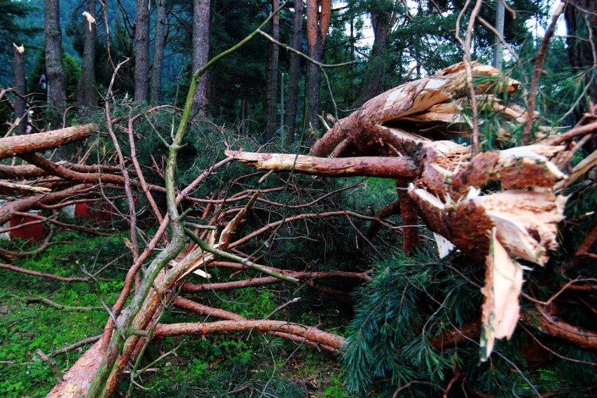 Piwniczna. 40 sekund horroru. Dobę po katakliźmie zniszczony las przeraża [ZDJĘCIA]