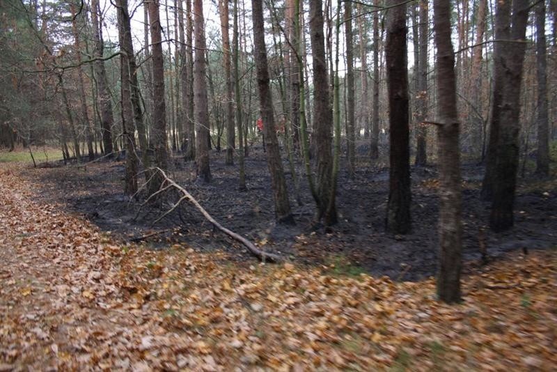 Na powierzchni kilku arów paliła się ściółka