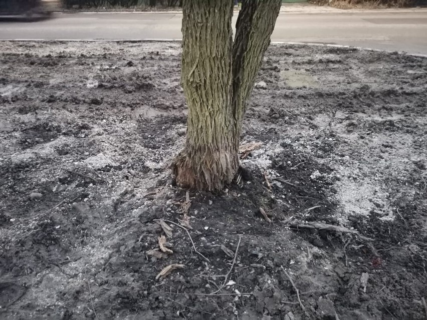 Kraków. Zabetonowali drzewa wzdłuż ulicy. Kto jest winny?