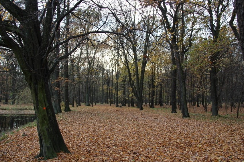 Tak wygląda park Zielona w jesiennych barwach