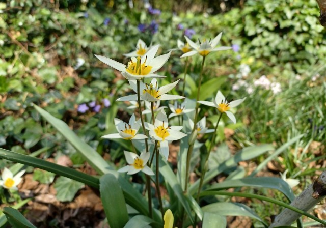 Tulipany botaniczne wyglądają bardzo oryginalnie. Warto na nie zwrócić uwagę, jeśli szukamy wiosennych kwiatów do ogrodu.