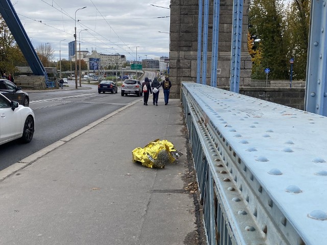 Łabędź został zabrany z mostu po 12:00.