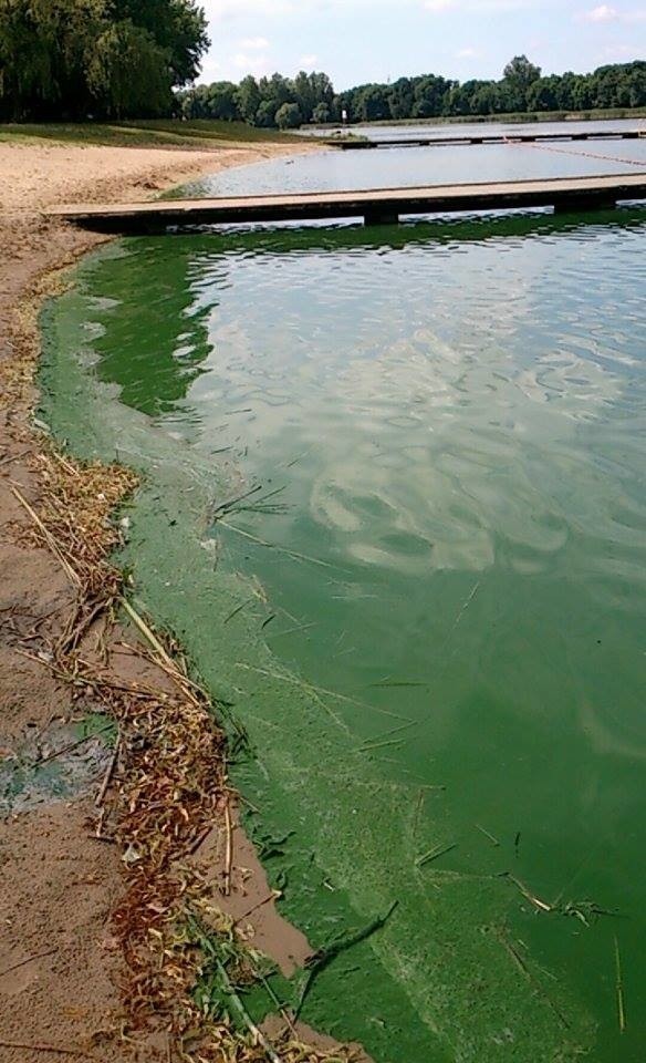 Zakaz kąpieli w zalewie na Borkach w Radomiu. Powodem... zielona woda |  Echo Dnia Radomskie