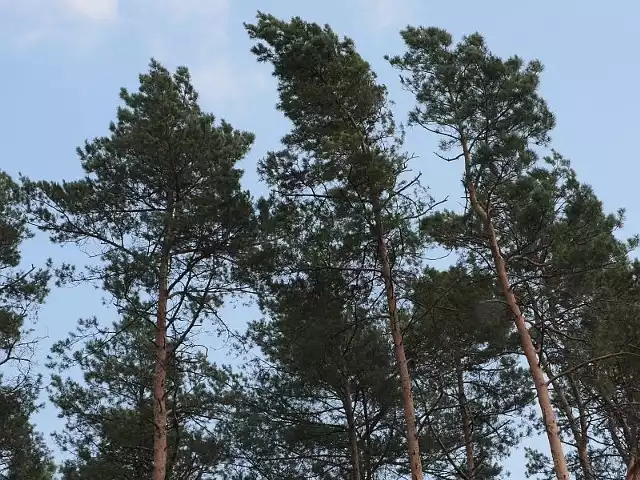 Sadzenie lasu odbędzie się w sobotę między Obrzycami i Kuźnikiem pod Międzyrzeczem.