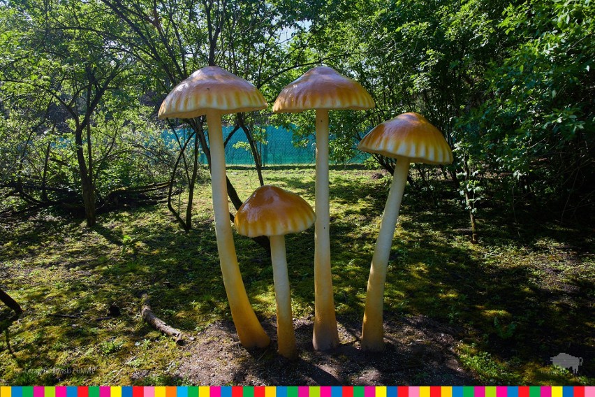 Przy Parku Dinozaurów w Jurowcach powstała farma grzybów i owadów (zdjęcia)
