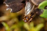 „Latające kleszcze” w Polsce. Strzyżaki sarnie gryzą, ale różnią się od kleszczy. Chmary owadów uwielbiają lasy. Jak wyglądają?