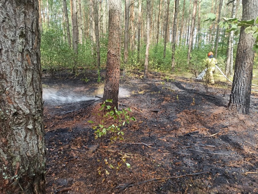 Pożar w Stoku. Strażacy gasili ściółkę leśną. Do pożaru doszło 18.08.2022