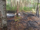 Pożar w Stoku. Strażacy gasili ściółkę leśną. Do pożaru doszło 18.08.2022
