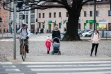 Z dębem śpiesz się powoli - mały kłopot na rondzie Grunwaldzkim