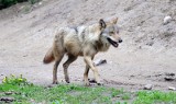 Wilki pojawiły się w lasach koło Radomska. Władze gminy Wielgomłyny apelują o zachowanie ostrożności a leśnicy uspokajają 